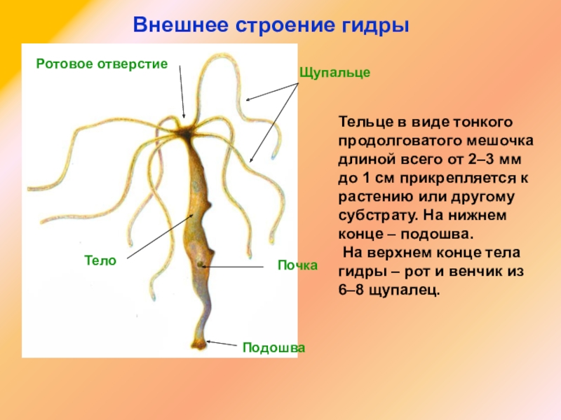 Кракен зеркало 2025